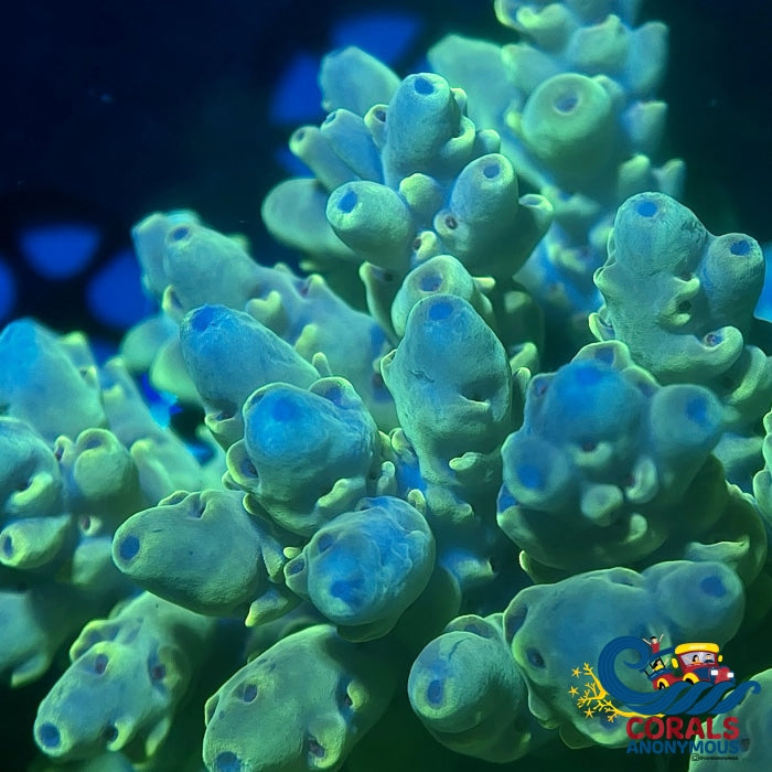 Aussie Bubbly Green Acropora (1 Frag) Acropora