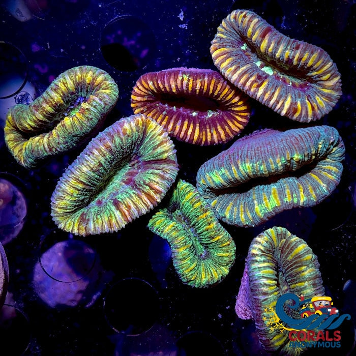 aussie multicolor mini trachy