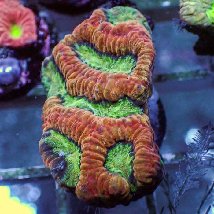 Blazing Hive Favia (1" Frag) - Corals Anonymous