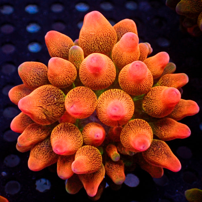 CA Ultra Peach Drop Bubble Tip Anemone - Corals Anonymous