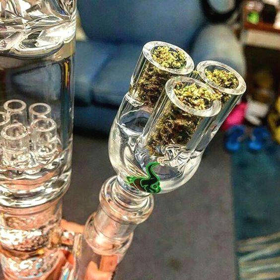 Cannabis