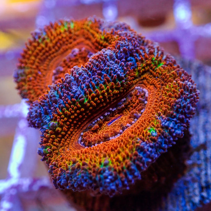 WYSIWYG Rainbow Acan Colony (2 Polyps) - Corals Anonymous
