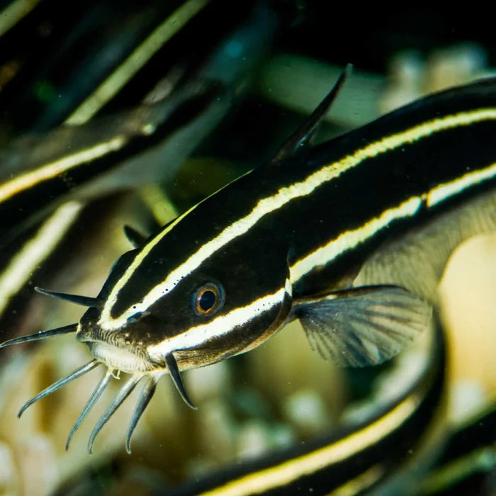 Coral Schooling Catfish - Corals Anonymous