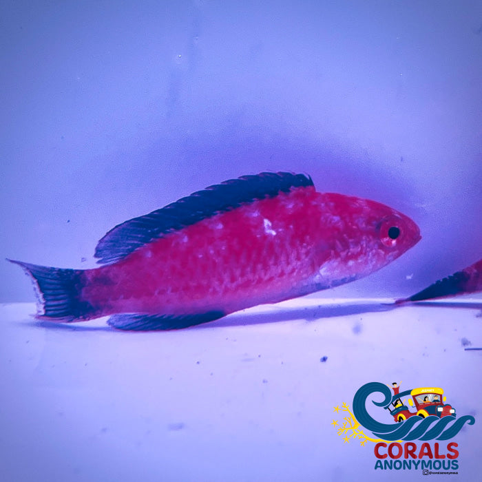 Crescent Fairy Wrasses (Male) Fish