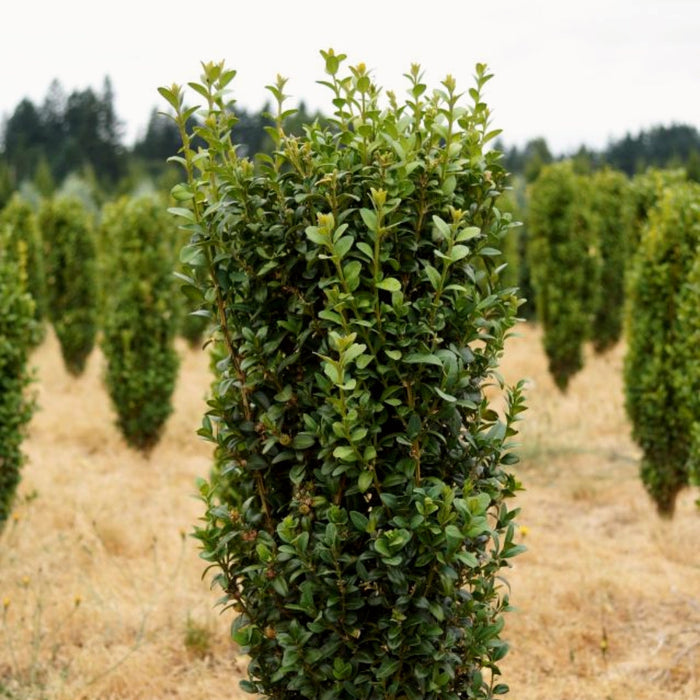 Dee Runk boxwood , tall columnar evergreens forming a dense privacy screen with rich green foliage year-round.