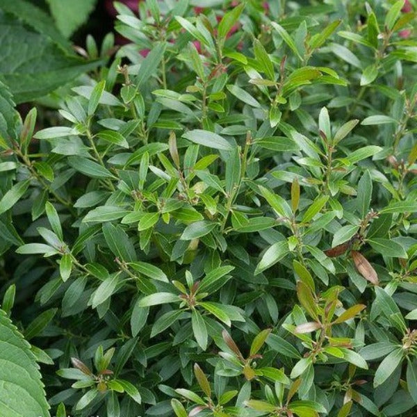 Glossy green leaves of Gem Box Inkberry Holly showing fine texture and healthy color.