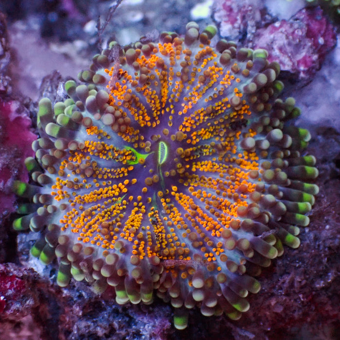 Gold Pot Yuma Mushroom - Corals Anonymous