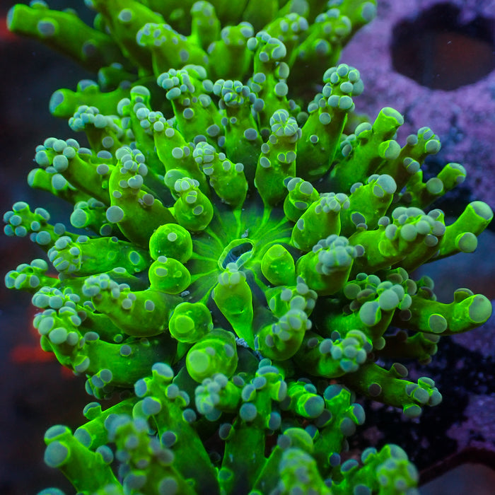 Green Branching Frogspawn - Corals Anonymous