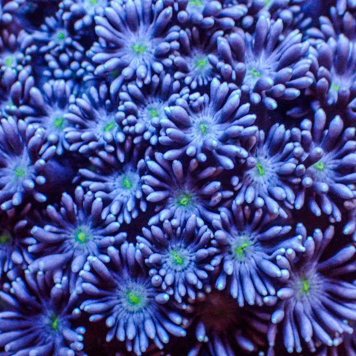Green Eye Blue Goniopora (0.5-1” Frag) - Corals Anonymous