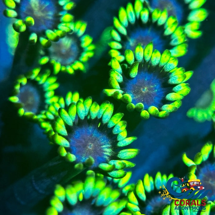 Grinch Goniopora (0.5-1) Goniopora