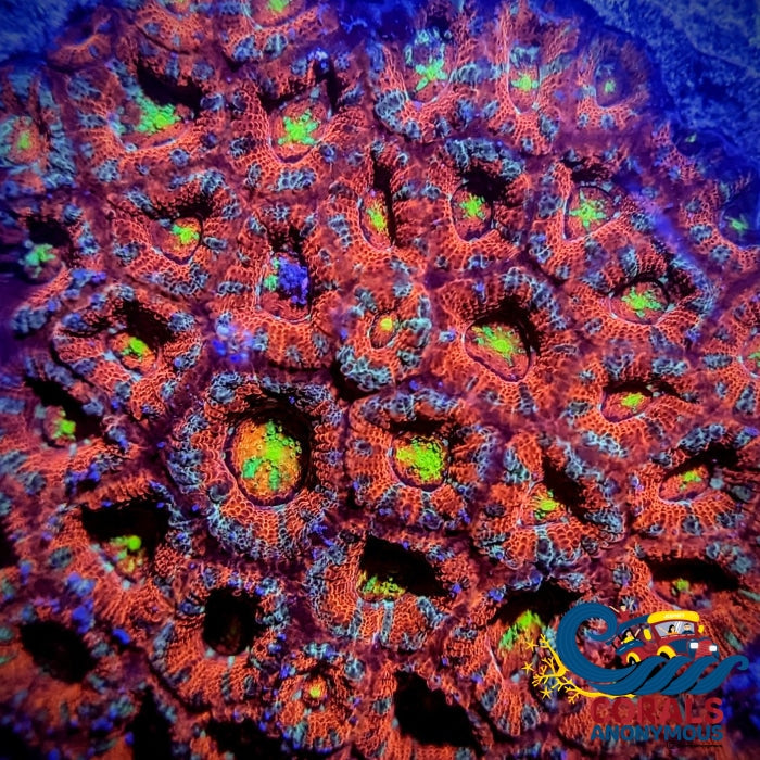 Lemon Star Acan Micromussa (1 Frag) Acans