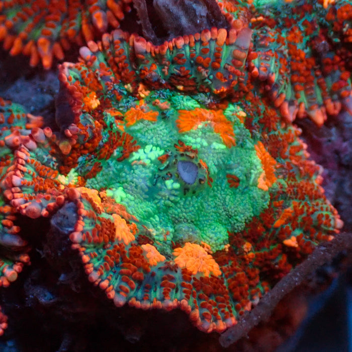 Miami Sunset Rhodactis Mushroom - Corals Anonymous