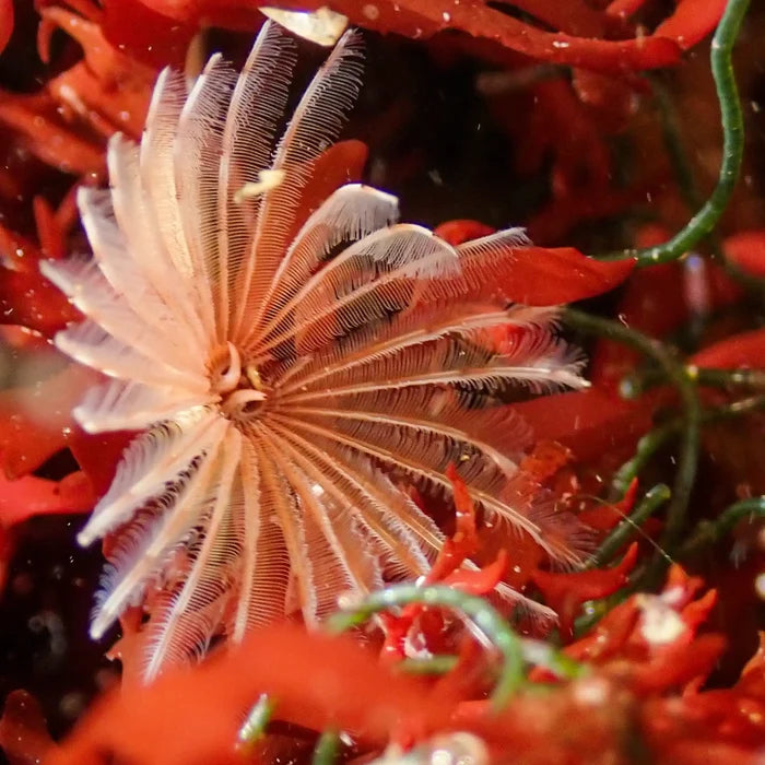 Mini Feather Duster Worm (Self-Reproducing) - Corals Anonymous