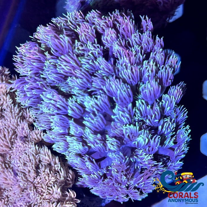 Multicolor Purple Bliss Goniopora (0.5-1 Frag) Goniopora