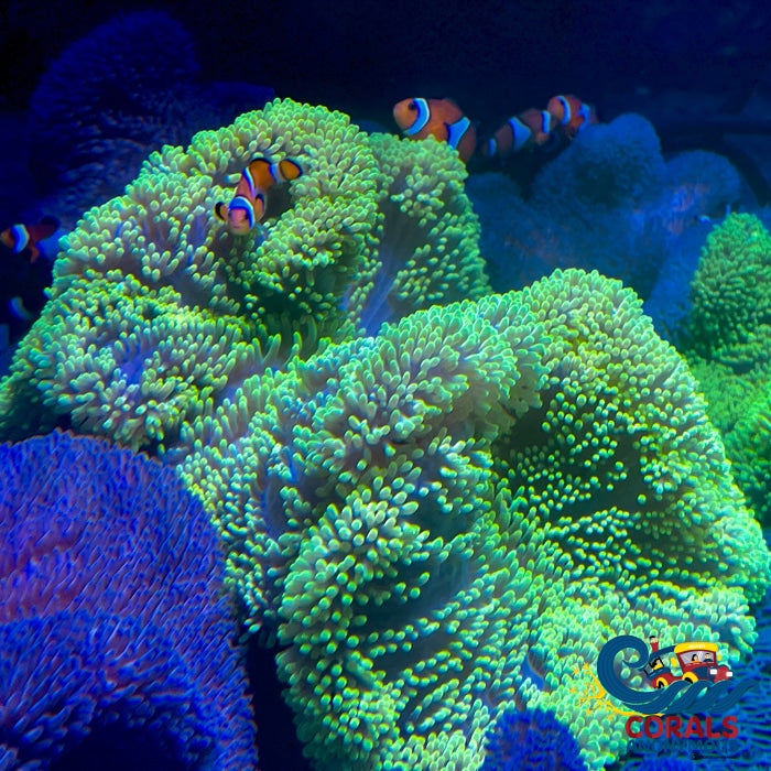 Neon Green Gigantea Carpet Anemone Carpetanemone