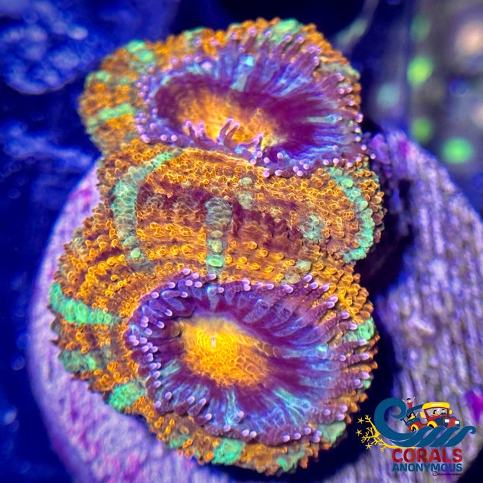 Neon Green Stripe Orange Acans (2-3 Polyps) Acans