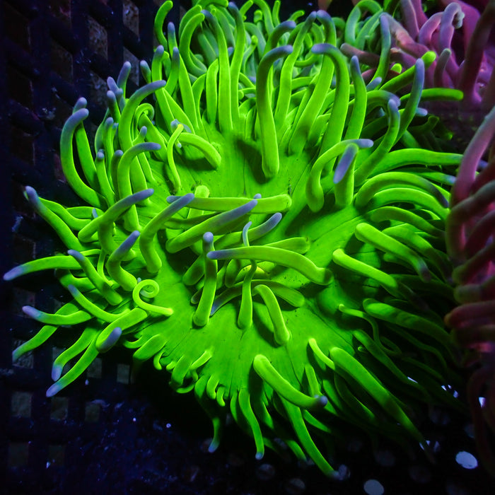 WYSIWYG Nuclear Acid Long Tentacle Anemone (3-4") - Corals Anonymous