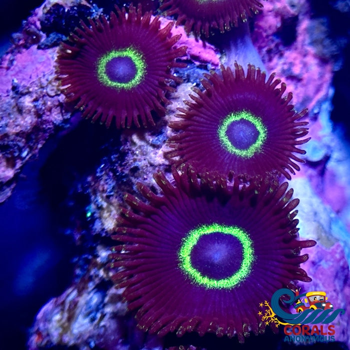 Nuclear Hornet Zoa (2-3 Polyps)