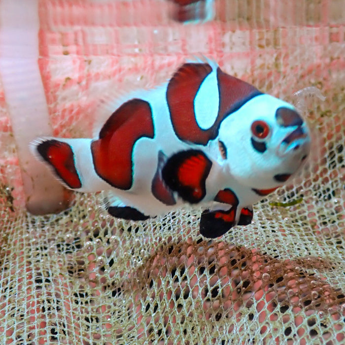 Orange Storm Clownfish (Aquacultured)