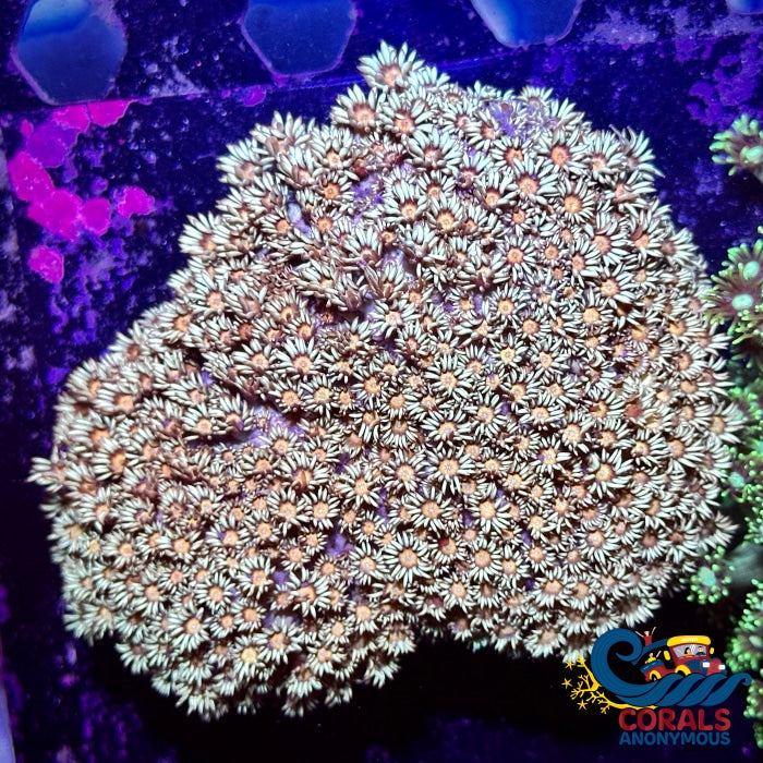 Peachy Pastel Goniopora (0.5-1 Frag) Goniopora
