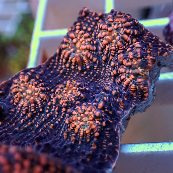 Peachy Purpleberry Chalice (0.5-1” Frag) - Corals Anonymous