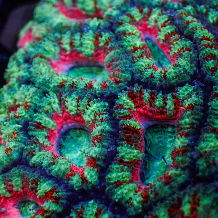 Pink Carnival Rainbow Acans (2-3 Polyps) - Corals Anonymous