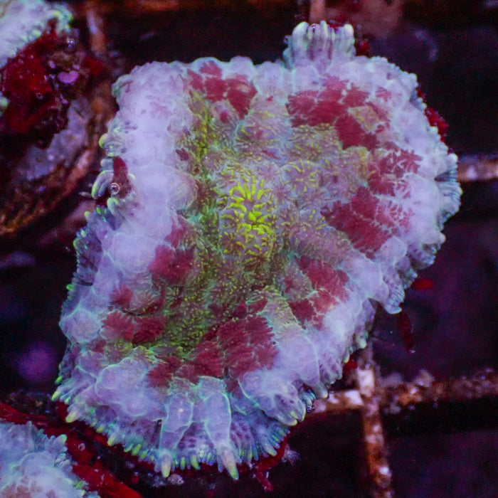 Purple Berry Rhodactis Mushroom - Corals Anonymous
