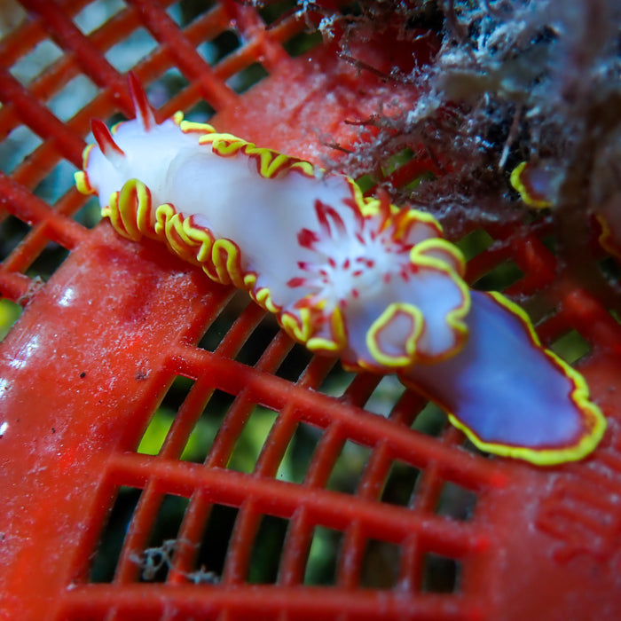 Red Tip Sea Goddess Nudibranch (Glossodoris sedna) - Corals Anonymous