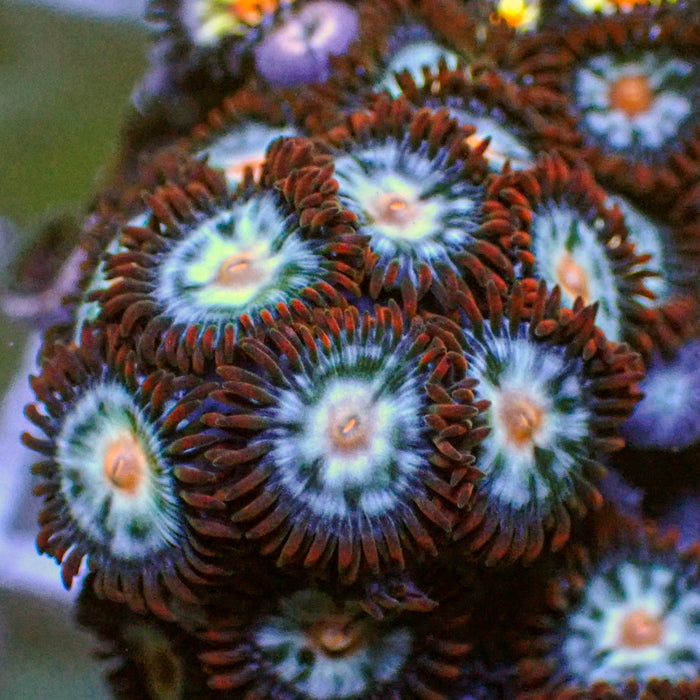Russian Freeze Zoa (10-15 Polyps colony) - Corals Anonymous