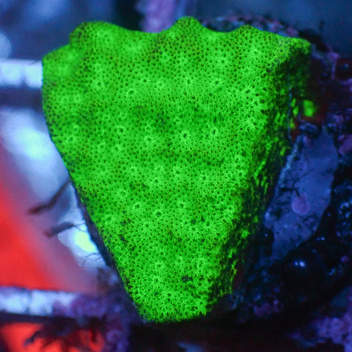 Shamrock Green Montipora SPS (1” Frag) - Corals Anonymous