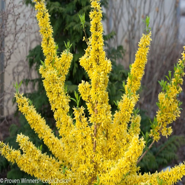 Show Off Starlet® dwarf forsythia habit, dense 2–3 ft shrub with upright branches and fresh green foliage after bloom.