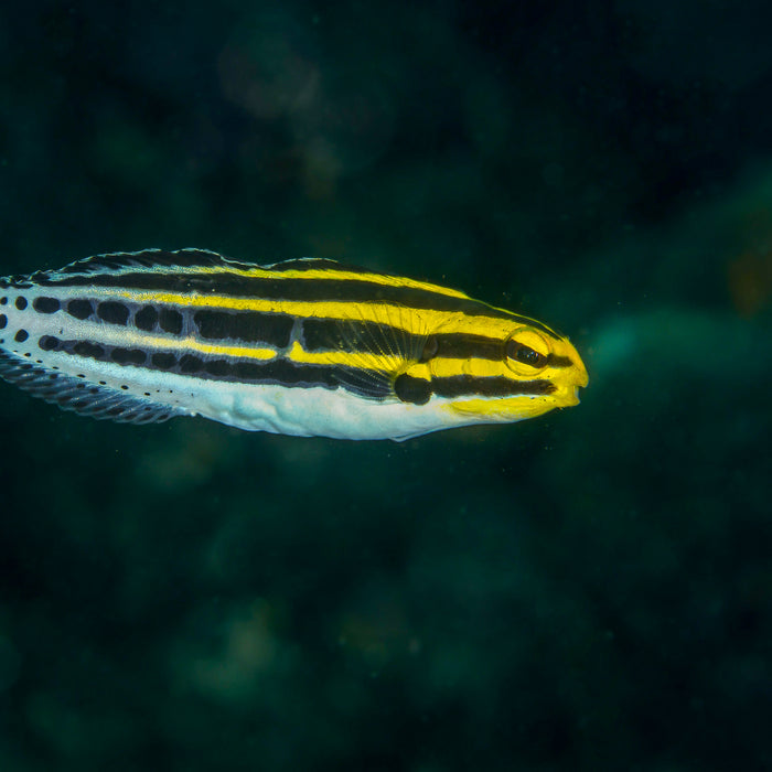 Stripe Blenny - Corals Anonymous