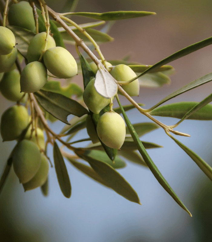 Sweet Olive Leaf Fragrance Oil