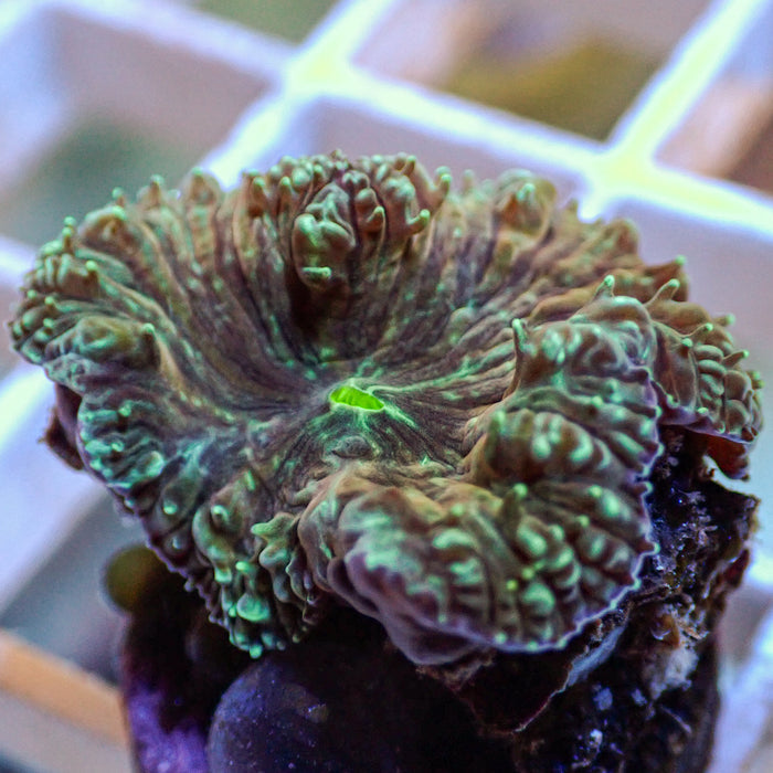 Teal Splatter Aquamarine Blastomussa (1 Polyp) - Corals Anonymous