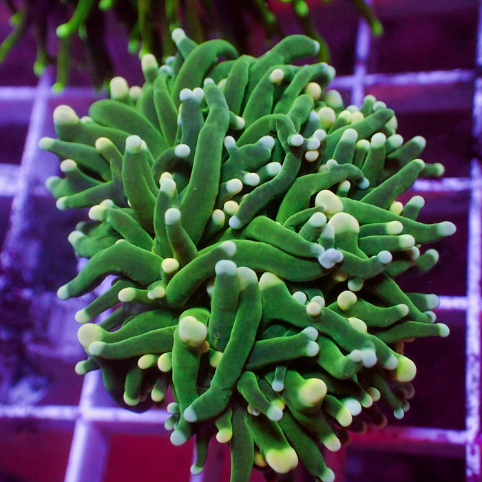 Yellow and Teal Tip Cotton Candy Torch - Corals Anonymous