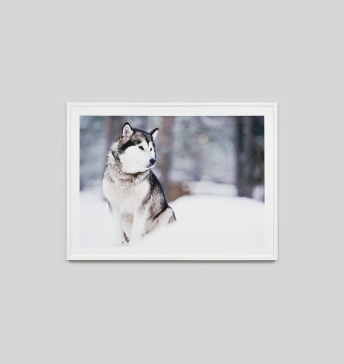 Arctic Husky