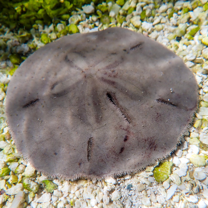 Atlantic Sand Dollar (Large, 3-4") - Corals Anonymous