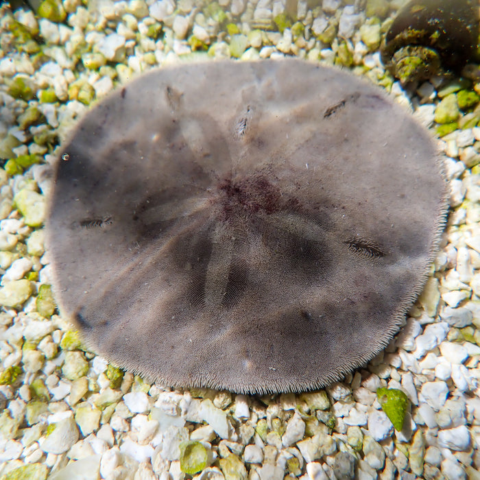 Atlantic Sand Dollar (Large, 3-4") - Corals Anonymous