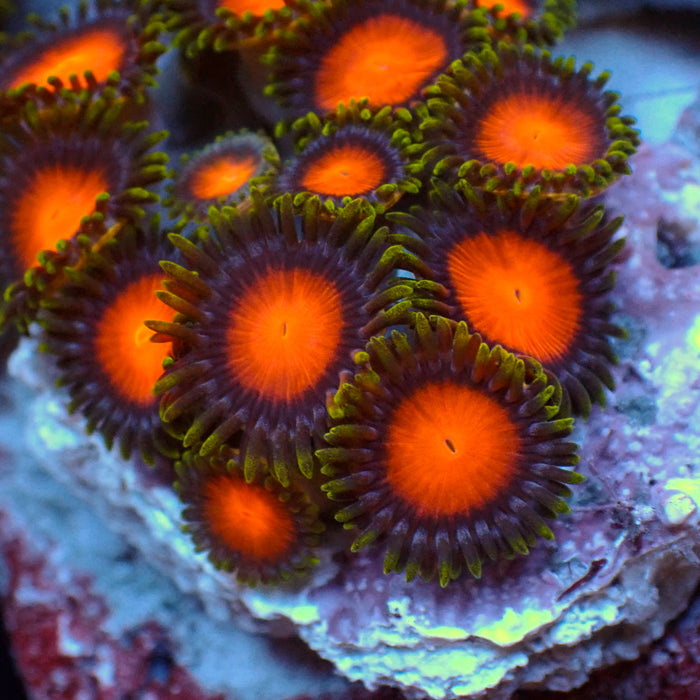 Atomic Boom Zoa Colony (10-15 Polyps) - Corals Anonymous