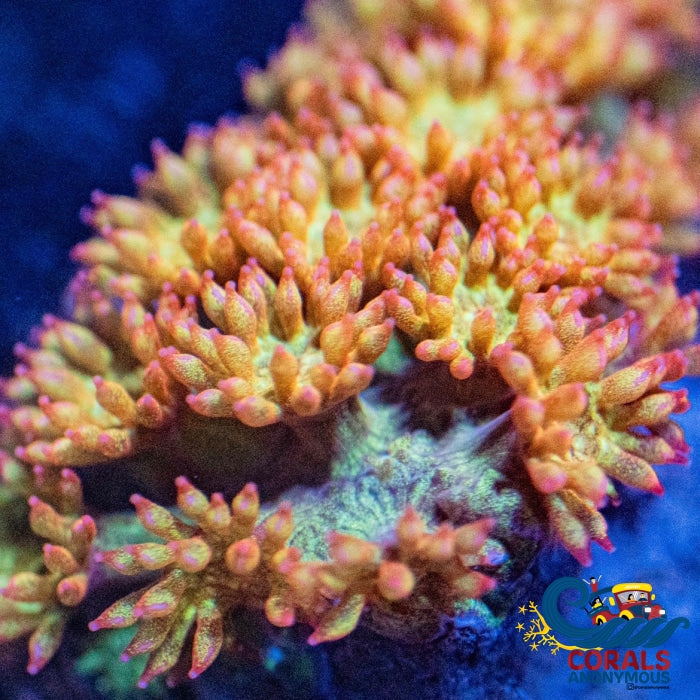 Aussie Glitter Sunburst Goniopora (0.5-1 Frag) Goniopora