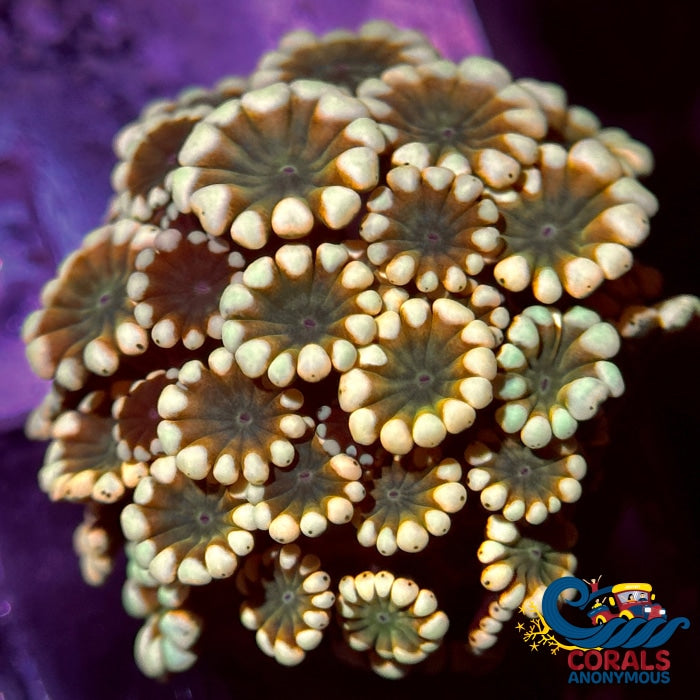 Aussie Orange Alveopora (0.5-1 Frag) Alveopora