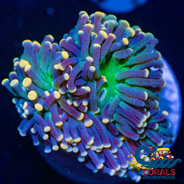 aussie orange tip joker torch
