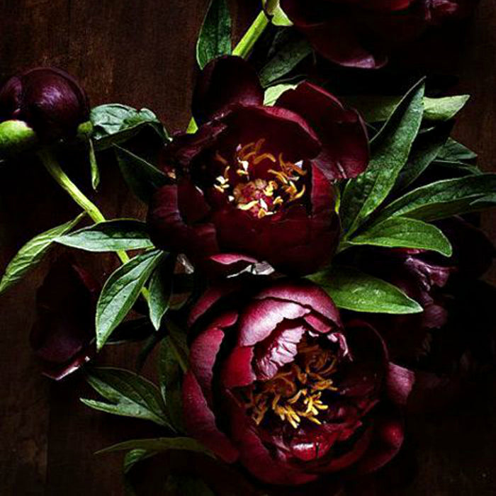 Belladonna