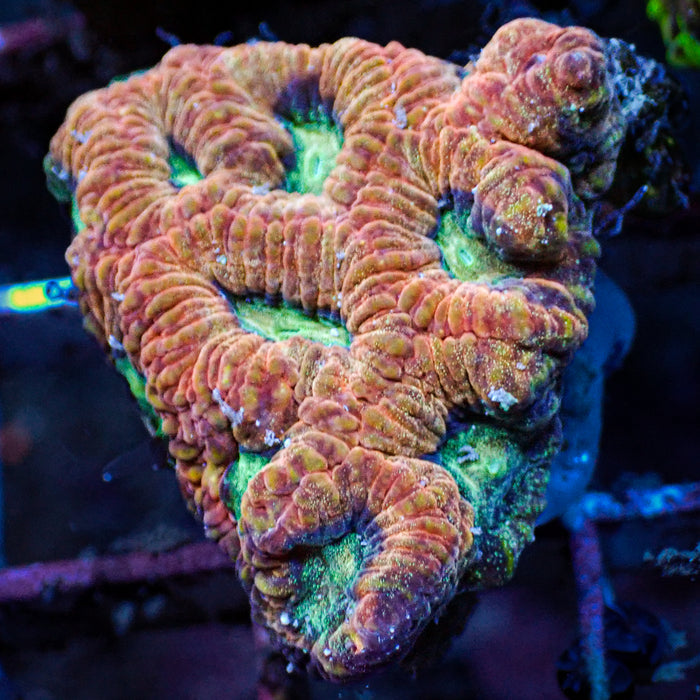 Blazing Hive Favia (1" Frag) - Corals Anonymous