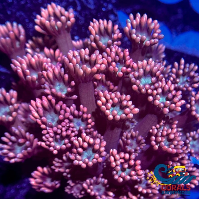 Blue Mouth Pink Goniopora (0.5-1) Goniopora