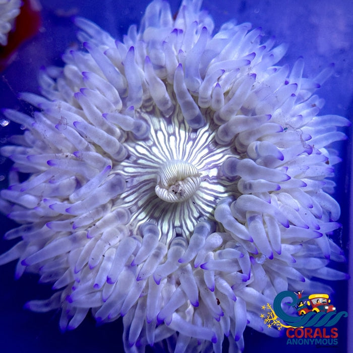 Blue Tip White Zebra Long Tentacle Anemone (2-3) Longtentacleanemone