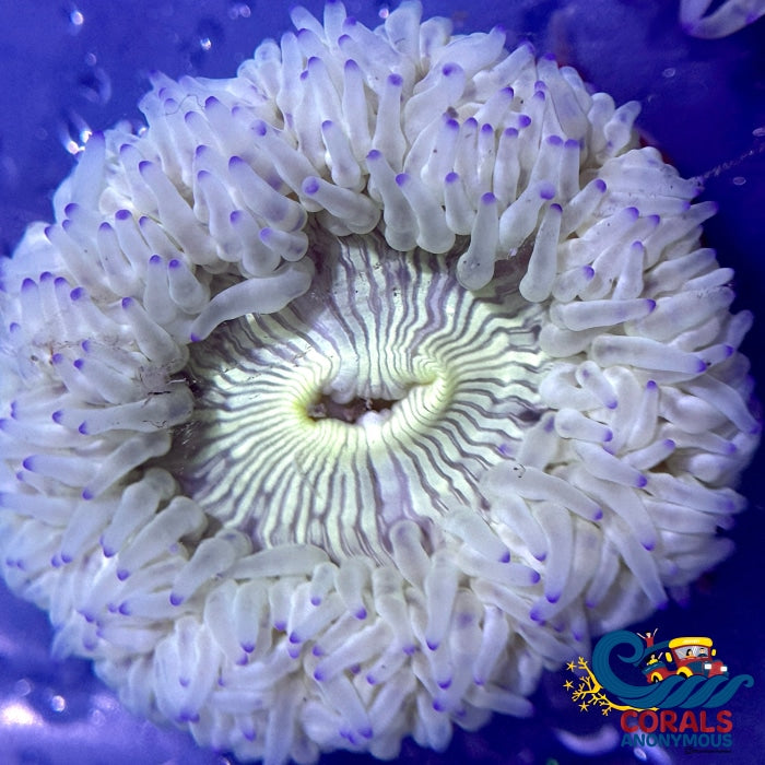 Blue Tip White Zebra Long Tentacle Anemone (2-3) Longtentacleanemone