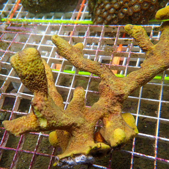 Branching Yellow Sponge Colony (6-9") - Corals Anonymous