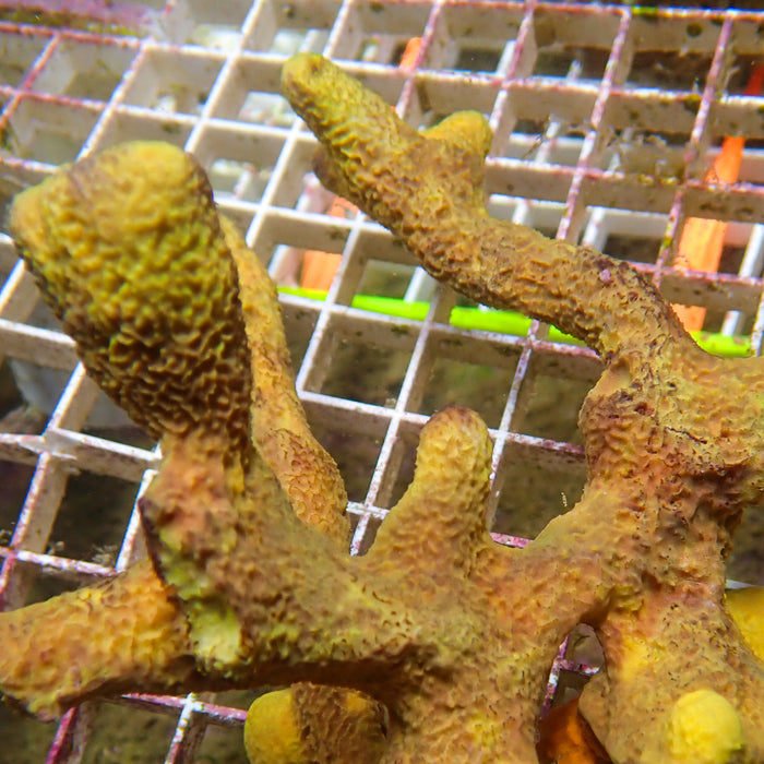 Branching Yellow Sponge Colony (6-9") - Corals Anonymous