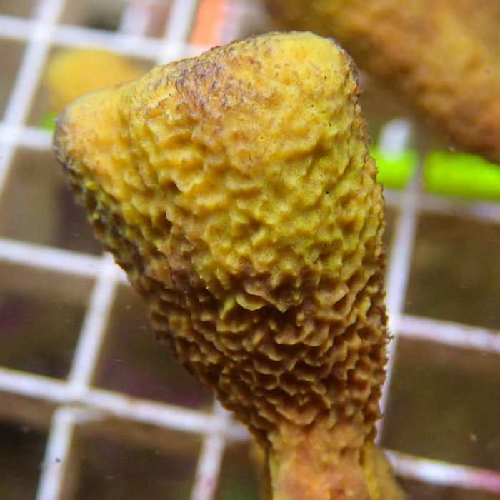Branching Yellow Sponge Colony (6-9") - Corals Anonymous